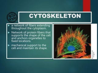 Cell-Theory.ppt