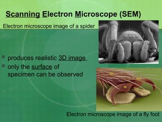 Fly Feet Microscope Cell-theory and microscopy introduction1 | PPTX