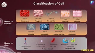 © 2022, Aakash BYJU'S. All rights reserved
Based on
shape:
Based on
size:
Bacterium
0.3 or 0.1 μm
Mycoplasma
1 to 2 μm
Prokaryotic cell
Virus
0.02 to 0.2 μm
Animal cell
10 to 20 μm
Plant cell
Eukaryotic cell
Disc shaped Polygonal
Irregular Amoeboid Round and oval Elongated
Thread-like Columnar Cuboidal
RBCs Skin cells Neuron Large intestine
cells
Salivary ducts
lining
Tracheids
Mesophylls
WBCs
Amoeba
Classification of Cell
ANKUR SIR
 
