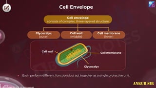 © 2022, Aakash BYJU'S. All rights reserved
Cell Envelope
Glycocalyx
Cell envelope
consists of complex, three-layered structure
Cell wall
(middle)
Glycocalyx
(outer)
Cell membrane
(inner)
Cell wall
Cell membrane
● Each perform different functions but act together as a single protective unit.
ANKUR SIR
 