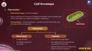 © 2022, Aakash BYJU'S. All rights reserved
1. Glycocalyx :
● Outermost layer of cell envelope
● Has a coating of mucous or polysaccharides macromolecules,
which protects the cells and helps in adhesion
● Composition - (Carbohydrate + proteins) and thickness vary
among different bacteria
Glycocalyx
Capsule
Slime layer
● Loose sheath
● Protects from loss
of water
● Thick and tough layer
● Provides gummy and sticky
character to the cell
● Allows bacterium to hide from
host's immune system
Glycocalyx
Cell Envelope
ANKUR SIR
 