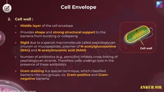 © 2022, Aakash BYJU'S. All rights reserved
2. Cell wall :
● Middle layer of the cell envelope
● Provides shape and strong structural support to the
bacteria from bursting or collapsing
● Rigid due to a special macromolecule called peptidoglycan
(murein or mucopeptide), polymer of N-acetylglucosamine
(NAG) and N-acetylmuramic acid (NAM)
● Number of antibiotics (e.g., penicillin) inhibits cross-linking of
peptidoglycan strands. Therefore, cells undergo lysis in the
presence of these antibiotics
● Gram staining is a special technique, which classified
bacteria into two groups, viz. Gram-positive and Gram-
negative bacteria.
Cell wall
Cell Envelope
ANKUR SIR
 