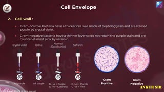 © 2022, Aakash BYJU'S. All rights reserved
● Gram-positive bacteria have a thicker cell wall made of peptidoglycan and are stained
purple by crystal violet.
● Gram-negative bacteria have a thinner layer so do not retain the purple stain and are
counter-stained pink by safranin.
Crystal violet
All purple All purple G +ve = Purple
G -ve = Colorless
G +ve = Purple
G -ve = Pink
Safranin
Alcohol
(Decolourize)
Iodine
Gram
Negative
Gram
Positive
2. Cell wall :
Cell Envelope
ANKUR SIR
 