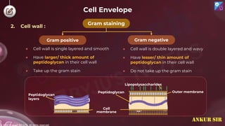 © 2022, Aakash BYJU'S. All rights reserved
● Cell wall is single layered and smooth
● Have larger/ thick amount of
peptidoglycan in their cell wall
● Take up the gram stain
Gram staining
Gram positive Gram negative
● Cell wall is double layered and wavy
● Have lesser/ thin amount of
peptidoglycan in their cell wall
● Do not take up the gram stain
Peptidoglycan
layers
Cell
membrane
Peptidoglycan Outer membrane
Lipopolysaccharides
2. Cell wall :
Cell Envelope
ANKUR SIR
 