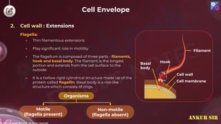 © 2022, Aakash BYJU'S. All rights reserved
● Thin filamentous extensions
● Play significant role in motility
● The flagellum is composed of three parts - filaments,
hook and basal body. The filament is the longest
portion and extends from the cell surface to the
outside.
● It is a hollow rigid cylindrical structure made up of the
protein called flagellin. Basal body is a rod-like
structure which consists of rings.
Organisms
Motile
(flagella present)
Non-motile
(flagella absent)
2. Cell wall : Extensions
Flagella:
Cell membrane
Basal
body
Hook
Cell wall
Filament
Cell Envelope
ANKUR SIR
 