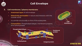 © 2022, Aakash BYJU'S. All rights reserved
3. Cell membrane / plasma membrane:
● Innermost layer of cell envelope
● Selectively permeable in nature and interacts with the
outside world
● It is similar structurally to that of the eukaryotes
● Composition: Phospholipid bilayer, membrane proteins
and carbohydrates
Cell
membrane
Phospholipid bilayer
Integral protein
Peripheral
protein
Carbohydrate
Cell Envelope
ANKUR SIR
 