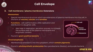 © 2022, Aakash BYJU'S. All rights reserved
Mesosomes:
● Special membranous structure which are extensions of plasma membrane into the cell, in
the form of vesicles, tubules and lamellae
● Functions - cell wall formation, DNA replication and
distribution to daughter cells.
● Also help in respiration, secretion process, to increase
the surface area of the plasma membrane and
enzymatic content
● Found in gram positive bacteria
Cell wall
Plasma
membrane
Mesosome
Chromatophores:
● Membranous extensions into the cytoplasm, which contain pigments
● Found in photosynthetic prokaryotes like cyanobacteria (Nostoc), and purple bacteria
Cell Envelope
3. Cell membrane / plasma membrane: Extensions
ANKUR SIR
 