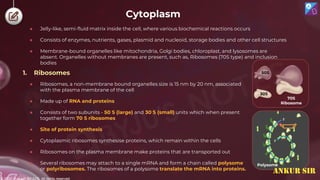 © 2022, Aakash BYJU'S. All rights reserved
Cytoplasm
1. Ribosomes
● Ribosomes, a non-membrane bound organelles size is 15 nm by 20 nm, associated
with the plasma membrane of the cell
● Made up of RNA and proteins
● Consists of two subunits - 50 S (large) and 30 S (small) units which when present
together form 70 S ribosomes
● Site of protein synthesis
● Cytoplasmic ribosomes synthesise proteins, which remain within the cells
● Ribosomes on the plasma membrane make proteins that are transported out
● Several ribosomes may attach to a single mRNA and form a chain called polysome
or polyribosomes. The ribosomes of a polysome translate the mRNA into proteins.
70S
Ribosome
50S
30S
Polysome
● Jelly-like, semi-fluid matrix inside the cell, where various biochemical reactions occurs
● Consists of enzymes, nutrients, gases, plasmid and nucleoid, storage bodies and other cell structures
● Membrane-bound organelles like mitochondria, Golgi bodies, chloroplast, and lysosomes are
absent. Organelles without membranes are present, such as, Ribosomes (70S type) and inclusion
bodies
ANKUR SIR
 