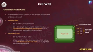 © 2022, Aakash BYJU'S. All rights reserved
Cell Wall
Characteristic features :
● The cell wall of plants consists of two regions : primary wall
and secondary wall.
● Primary wall:
● It is found in young plant cells.
● It is a thin single layer which is elastic in nature and
capable of expanding in a growing cell such as,
meristematic and parenchymatous cells.
● Secondary wall :
● It is found in mature cells.
● It has more layers than primary wall, which brings
about thickening of the cell wall such as, lignified
and suberised cell wall.
Plant cell
Plant cell
Plant cell
Plant cell
Secondary
cell wall
layers
S1
S2
S3
Primary cell wall
ANKUR SIR
 