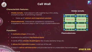 © 2022, Aakash BYJU'S. All rights reserved
Cell Wall
Characteristic features :
● Middle lamella : Hold adjacent cells together by a thin, sticky,
amorphous layer of cementing material
● Made up of calcium and magnesium pectate
● Plasmodesmata : Intercellular cytoplasmic connections
Endoplasmic reticulum plays a role in origin of plasmodesmata
Plant cell Plant cell
Plant cell Plant cell
Middle lamella
Plasmodesmata
Functions :
● It maintains shape of the cells.
● It protects the cell from mechanical injury.
● It wards off the attacks of pathogens like viruses, bacteria, fungi, etc.
● It allows the materials to pass in and out of the cell.
● It helps in cell-to-cell interaction and provides barrier to undesirable macromolecules.
ANKUR SIR
 