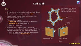 © 2022, Aakash BYJU'S. All rights reserved
Cell Wall
● At certain places secondary wall is not laid down.
Such unthickened areas are called pits
● Adjacent cells are generally opposite to each
other and form pit pairs
● Pits are of two types :
o Simple pit : Uniform pit cavity in diameter
o Bordered pit: Flask-shaped pit
cavity as in tracheid
● Presence of number of plasmodesmata or
cytoplasmic strands are in pit through which the
cytoplasm of one cell is in contact with other
o Lined by plasma membrane and contains a
fine tubule called desmotubule
Pits
Middle lamella (white)
Primary wall (blue)
Secondary wall (olive)
Pit
Torus
Bordered pits Simple pits
Pits :
ANKUR SIR
 