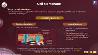 © 2022, Aakash BYJU'S. All rights reserved
Cell Membrane
● In cell membrane, two types of membrane proteins are present, depending on the ease of extraction:
peripheral and integral
Membrane proteins
Integral proteins
Peripheral proteins
These proteins cannot be removed easily, and their removal requires crude methods of
treatment like detergents. Thus, the membrane has been described as protein
icebergs floating in sea of phospholipids.
● Lie on the membrane surface
● Partially or totally buried in
membrane
● Tunnel proteins, which run
through the lipid bilayer are
known as trans membrane
proteins
Peripheral
membrane
protein
Integral
membrane
proteins
Characteristics features :
ANKUR SIR
 