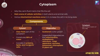 © 2022, Aakash BYJU'S. All rights reserved
Cytoplasm
● Jelly-like, semi-fluid matrix that fills the cell
● Main arena of cellular activities in both plants and animal cells
● Various biochemical reactions occur in it, to keep the cell in its living state
● Clear fluid part of the
cytoplasm
● Constitutes 90% of
water
● Consists of proteins,
lipids, and inorganic
salts
Components
Organelles
Cytosol
● Scattered in the cytosol
● Suspended organelles are
the mitochondria,
endoplasmic
reticulum, Golgi
apparatus, vacuoles,
lysosomes, chloroplasts
in plant cell
Cytoplasm
(semi-fluid matrix of
the cell)
ANKUR SIR
 