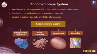 © 2022, Aakash BYJU'S. All rights reserved
Endomembrane System
● Membranous cell organelles which function in a coordinated manner
● Involved in the packaging and transport of materials
● Absent in prokaryotic cells and RBCs of mammals
Endomembrane system
Golgi
complex
Lysosomes
Endoplasmic
reticulum
Vacuoles
ANKUR SIR
 
