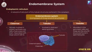 © 2022, Aakash BYJU'S. All rights reserved
Endomembrane System
Endoplasmic reticulum
● A network of reticulum of tiny tubular structures scattered in the cytoplasm.
Endomembrane system
(composed of three kind of structures)
Tubules Vesicles
Cisternae
● Abundant in the
pancreatic cells and
these are the only ER
structures found in
spermatocytes
● Involved in lipid and
sterol synthesis
● Actively involved in
protein synthesis; e.g.,
cells of pancreas and
brain. Associated with
large subunit (60 S) Tubules
Cisternae
Cisternal space
ANKUR SIR
 
