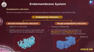 © 2022, Aakash BYJU'S. All rights reserved
Endomembrane System
ER are of two types on the basis of presence/ absence of ribosomes on the surface of ER.
● Absence of ribosomes
● Smooth tubular structures. Eg., Muscle cells,
those ER known as sarcoplasmic reticulum.
Endoplasmic reticulum
Rough endoplasmic reticulum
Smooth endoplasmic reticulum
● Presence of ribosomes
● Contains two types of glycoproteins i.e.,
Ribophorin-l and Ribophorin-Il for the
attachment of 60S subunit of 80S ribosome.
Ribosome
Endoplasmic reticulum
ANKUR SIR
 