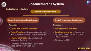 © 2022, Aakash BYJU'S. All rights reserved
Endomembrane System
Function :
● Lipids and steroids synthesis
● Detoxification of drugs and xenobiotics,
as it is associated with cytochrome P 450
● Muscle contraction by release and
uptake of Ca+ ions
● Synthetic products of RER pass onto
Golgi complex through SER
Endoplasmic reticulum
Rough endoplasmic reticulum
Smooth endoplasmic reticulum
Function :
● Site of protein synthesis
● Provides precursors of enzymes
for the formation of lysosomes in
Golgi complex
● Gives rise to SER
Endoplasmic reticulum
ANKUR SIR
 