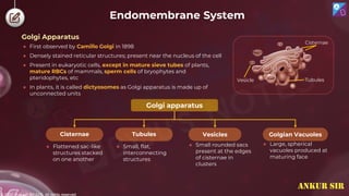 © 2022, Aakash BYJU'S. All rights reserved
Endomembrane System
● First observed by Camillo Golgi in 1898
● Densely stained reticular structures; present near the nucleus of the cell
● Present in eukaryotic cells, except in mature sieve tubes of plants,
mature RBCs of mammals, sperm cells of bryophytes and
pteridophytes, etc
● In plants, it is called dictyosomes as Golgi apparatus is made up of
unconnected units
Golgi apparatus
Tubules Vesicles
Cisternae Golgian Vacuoles
● Flattened sac-like
structures stacked
on one another
● Small, flat,
interconnecting
structures
● Small rounded sacs
present at the edges
of cisternae in
clusters
● Large, spherical
vacuoles produced at
maturing face
Vesicle
Cisternae
Tubules
Golgi Apparatus
ANKUR SIR
 