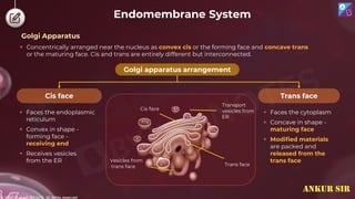 © 2022, Aakash BYJU'S. All rights reserved
Endomembrane System
 Concentrically arranged near the nucleus as convex cis or the forming face and concave trans
or the maturing face. Cis and trans are entirely different but interconnected.
 Faces the endoplasmic
reticulum
 Convex in shape -
forming face -
receiving end
 Receives vesicles
from the ER
 Faces the cytoplasm
 Concave in shape -
maturing face
 Modified materials
are packed and
released from the
trans face
Golgi apparatus arrangement
Trans face
Cis face
Cis face
Transport
vesicles from
ER
Trans face
Vesicles from
trans face
Golgi Apparatus
ANKUR SIR
 