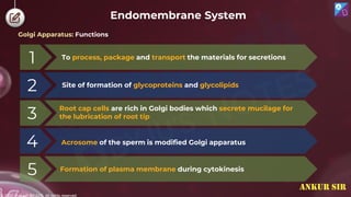 © 2022, Aakash BYJU'S. All rights reserved
Endomembrane System
Golgi Apparatus: Functions
2
3
4
5
1 To process, package and transport the materials for secretions
Site of formation of glycoproteins and glycolipids
Root cap cells are rich in Golgi bodies which secrete mucilage for
the lubrication of root tip
Acrosome of the sperm is modified Golgi apparatus
Formation of plasma membrane during cytokinesis
ANKUR SIR
 