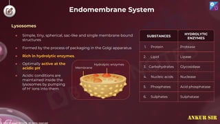 © 2022, Aakash BYJU'S. All rights reserved
Endomembrane System
● Simple, tiny, spherical, sac-like and single membrane bound
structures
● Formed by the process of packaging in the Golgi apparatus
● Rich in hydrolytic enzymes.
Membrane
Hydrolytic enzymes
SUBSTANCES
HYDROLYTIC
ENZYMES
1. Protein Protease
2. Lipid Lipase
3. Carbohydrates Glycosidase
4. Nucleic acids Nuclease
5. Phosphates Acid phosphatase
6. Sulphates Sulphatase
● Optimally active at the
acidic pH
● Acidic conditions are
maintained inside the
lysosomes by pumping
of H+ ions into them
Lysosomes
ANKUR SIR
 