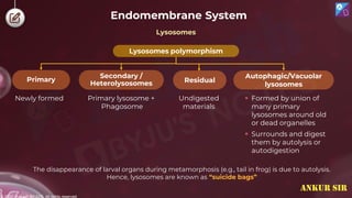 © 2022, Aakash BYJU'S. All rights reserved
Endomembrane System
Lysosomes
Lysosomes polymorphism
Secondary /
Heterolysosomes Residual
Primary
Autophagic/Vacuolar
lysosomes
Newly formed Primary lysosome +
Phagosome
Undigested
materials
 Formed by union of
many primary
lysosomes around old
or dead organelles
 Surrounds and digest
them by autolysis or
autodigestion
The disappearance of larval organs during metamorphosis (e.g., tail in frog) is due to autolysis.
Hence, lysosomes are known as “suicide bags”
ANKUR SIR
 