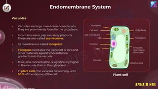 © 2022, Aakash BYJU'S. All rights reserved
Endomembrane System
Vacuoles
● Vacuoles are large membrane-bound space.
They are prominently found in the cytoplasm.
● It contains water, sap, excretory products.
These are also called sap vacuoles.
● Its membrane is called tonoplast.
● Tonoplast facilitates the transport of ions and
other materials against concentration
gradients into the vacuole.
● Thus, ions concentration is significantly higher
in the vacuole than in the cytoplasm.
● In plant cells, the vacuoles can occupy upto
90 % of the volume of the cell.
Chloroplast
Cell wall
Cell membrane
SER
RER
Nucleus
Vacuole
Mitochondria
Tonoplast
(membrane
of vacuole)
Golgi body
Cytoplasm
Plant cell
ANKUR SIR
 