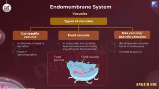 © 2022, Aakash BYJU'S. All rights reserved
Endomembrane System
Types of vacuoles
Food vacuole
Gas vacuole/
pseudo vacuoles
Contractile
vacuole
● Membrane less vacuoles
found in prokaryotes
● Provides buoyancy
● In many cells, as in protists,
food vacuoles are formed by
engulfing the food particles
● In Amoeba, it helps in
excretion
● Helps in
osmoregulation
Food
particle
Food vacuole
Vacuoles
ANKUR SIR
 