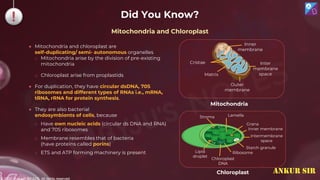 © 2022, Aakash BYJU'S. All rights reserved
Did You Know?
● Mitochondria and chloroplast are
self-duplicating/ semi- autonomous organelles
o Mitochondria arise by the division of pre-existing
mitochondria
o Chloroplast arise from proplastids
● For duplication, they have circular dsDNA, 70S
ribosomes and different types of RNAs i.e., mRNA,
tRNA, rRNA for protein synthesis.
● They are also bacterial
endosymbionts of cells, because
o Have own nucleic acids (circular ds DNA and RNA)
and 70S ribosomes
o Membrane resembles that of bacteria
(have proteins called porins)
o ETS and ATP forming machinery is present
Mitochondria and Chloroplast
Inter
membrane
space
Cristae
Matrix
Outer
membrane
Inner
membrane
Chloroplast
DNA
Ribosome
Starch granule
Lipid
droplet
Intermembrane
space
Inner membrane
Grana
Lamella
Stroma
Mitochondria
Chloroplast ANKUR SIR
 