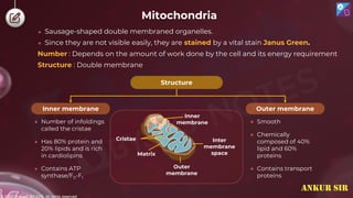 © 2022, Aakash BYJU'S. All rights reserved
Mitochondria
● Sausage-shaped double membraned organelles.
● Since they are not visible easily, they are stained by a vital stain Janus Green.
● Number of infoldings
called the cristae
● Has 80% protein and
20% lipids and is rich
in cardiolipins
● Contains ATP
synthase/F0-F1
Structure
Outer membrane
Inner membrane
● Smooth
● Chemically
composed of 40%
lipid and 60%
proteins
● Contains transport
proteins
Inter
membrane
space
Cristae
Matrix
Outer
membrane
Inner
membrane
Number : Depends on the amount of work done by the cell and its energy requirement
Structure : Double membrane
ANKUR SIR
 