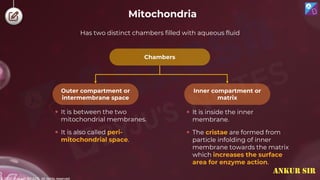 © 2022, Aakash BYJU'S. All rights reserved
Mitochondria
 It is between the two
mitochondrial membranes.
 It is also called peri-
mitochondrial space.
Chambers
Inner compartment or
matrix
Outer compartment or
intermembrane space
 It is inside the inner
membrane.
 The cristae are formed from
particle infolding of inner
membrane towards the matrix
which increases the surface
area for enzyme action.
Has two distinct chambers filled with aqueous fluid
ANKUR SIR
 