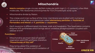 © 2022, Aakash BYJU'S. All rights reserved
Mitochondria
● Matrix contains single circular dsDNA molecule (with high G = C content), a few RNA
molecules, 70S ribosomes and enzymes for TCA (Tricarboxylic acid) cycle.
● Mitochondria divide by fission.
● The cristae and inner surface of the inner membrane are studied with numerous
spherical or knob like protuberances called elementary particles or Particles of
Fernandez and Moran or F, particles or oxysomes.
● Each oxysome is differentiated into base, stalk and headpiece. The head piece contains
enzyme ATP synthetase which brings about oxidative phosphorylation coupled with
release of ATP.
Functions :
● Mitochondria are main sites of aerobic
respiration and ATP synthesis, therefore
“Powerhouse of the cell”.
● They bring about the oxidation of
carbohydrates, proteins and ß-oxidation of
fats.
Inter membrane
space
Cristae
Matrix
Outer
membrane
Inner
membrane
ANKUR SIR
 