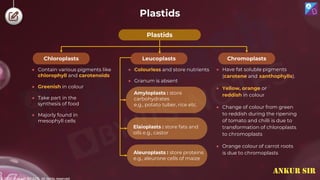 © 2022, Aakash BYJU'S. All rights reserved
Plastids
Plastids
Leucoplasts Chromoplasts
Chloroplasts
Elaioplasts : store fats and
oils e.g., castor
● Contain various pigments like
chlorophyll and carotenoids
● Greenish in colour
● Take part in the
synthesis of food
● Majorly found in
mesophyll cells
● Have fat soluble pigments
(carotene and xanthophylls).
● Yellow, orange or
reddish in colour
● Change of colour from green
to reddish during the ripening
of tomato and chilli is due to
transformation of chloroplasts
to chromoplasts
● Orange colour of carrot roots
is due to chromoplasts
● Colourless and store nutrients
● Granum is absent
Amyloplasts : store
carbohydrates
e.g., potato tuber, rice etc.
Aleuroplasts : store proteins
e.g., aleurone cells of maize
ANKUR SIR
 