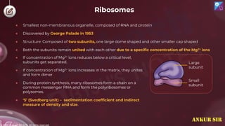 © 2022, Aakash BYJU'S. All rights reserved
Ribosomes
● Smallest non-membranous organelle, composed of RNA and protein
● Discovered by George Palade in 1953
● Structure: Composed of two subunits, one large dome shaped and other smaller cap shaped
● Both the subunits remain united with each other due to a specific concentration of the Mg2+ ions
● If concentration of Mg2+ ions reduces below a critical level,
subunits get separated.
● If concentration of Mg2+ ions increases in the matrix, they unites
and form dimer.
● During protein synthesis, many ribosomes form a chain on a
common messenger RNA and form the polyribosomes or
polysomes.
● ‘S’ (Svedberg unit) – sedimentation coefficient and Indirect
measure of density and size.
Large
subunit
Small
subunit
ANKUR SIR
 