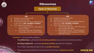 © 2022, Aakash BYJU'S. All rights reserved
Ribosomes
Functions : sites of protein synthesis.
● Free Ribosomes - synthesise non-secretory proteins (structural and enzymatic proteins)
● ER bound ribosomes- synthesis secretory proteins (proteins for transport)
● Thus, these organelles are also known as protein factories
● Newly synthesised proteins are processed with the help of chaperone protein
Types of ribosomes
80S
● Present in eukaryotic cells
● Subunits 60S and 40S
● 80 S ribosomes have ribonucleoproteins in
the ratio of 40 : 60 (RNA : Protein)
● 80 S ribosomes consist of:
● 40 S smaller subunit - with 33 protein
and a single 18S-rRNA.
● 60 S larger subunit - with 40 protein
molecules and three types of rRNAs -
28S, 5.8S and 5S.
70S
● Present in prokaryotic cells
● Subunits 30S and 50S
● 70 S ribosomes have ribonucleoproteins
in the ratio of 60 : 40 (RNA : Protein)
● 70 S ribosomes consist of:
● 30 S smaller subunit - 21 proteins
and 16 S rRNA
● 50 S larger subunit- 34 proteins
molecules and 23 S and 5 S rRNA
ANKUR SIR
 