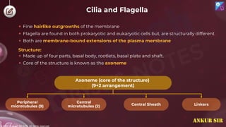 © 2022, Aakash BYJU'S. All rights reserved
Cilia and Flagella
 Fine hairlike outgrowths of the membrane
 Flagella are found in both prokaryotic and eukaryotic cells but, are structurally different
 Both are membrane-bound extensions of the plasma membrane
Axoneme (core of the structure)
(9+2 arrangement)
Central
microtubules (2) Central Sheath
Peripheral
microtubules (9) Linkers
 Made up of four parts, basal body, rootlets, basal plate and shaft.
 Core of the structure is known as the axoneme
Structure:
ANKUR SIR
 