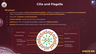 © 2022, Aakash BYJU'S. All rights reserved
Cilia and Flagella
Structure:
● Axoneme consists of nine microtubule doublets radially arranged known as, peripheral microtubules.
They run parallel to the long axis around one pair of central microtubules.
● This is 9 + 2 pattern of microtubules.
● Central sheath covers the central microtubules.
● Linkers join the microtubule doublets, made up of Nexin protein.
● Dynein are proteins of the subfril arms, that use ATP to drive the movement.
Central
microtubules
Radial spokes
Central sheath
Doublets
Plasma membrane
Linkers Peripheral
microtubule
Dynein head
ANKUR SIR
 