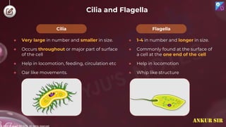 © 2022, Aakash BYJU'S. All rights reserved
Cilia and Flagella
● Very large in number and smaller in size.
● Occurs throughout or major part of surface
of the cell
● Help in locomotion, feeding, circulation etc
● Oar like movements.
Flagella
Cilia
● 1-4 in number and longer in size.
● Commonly found at the surface of
a cell at the one end of the cell
● Help in locomotion
● Whip like structure
ANKUR SIR
 