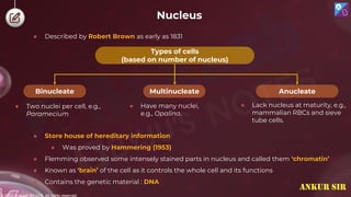© 2022, Aakash BYJU'S. All rights reserved
Nucleus
● Described by Robert Brown as early as 1831
● Store house of hereditary information
● Was proved by Hammering (1953)
● Flemming observed some intensely stained parts in nucleus and called them ‘chromatin’
● Known as ‘brain’ of the cell as it controls the whole cell and its functions
● Contains the genetic material : DNA
Types of cells
(based on number of nucleus)
Multinucleate Anucleate
Binucleate
● Two nuclei per cell, e.g.,
Paramecium
● Have many nuclei,
e.g., Opalina.
● Lack nucleus at maturity, e.g.,
mammalian RBCs and sieve
tube cells.
ANKUR SIR
 