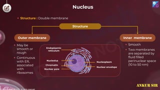 © 2022, Aakash BYJU'S. All rights reserved
 Structure : Double membrane
 May be
smooth or
rough
 Continuous
with ER,
associated
with
ribosomes
Inner membrane
Outer membrane
 Smooth
 Two membranes
are separated by
fluid filled
perinuclear space
(10 to 50 nm)
Structure
Endoplasmic
reticulum
Nucleolus
Chromatin
Nuclear pore
Nucleoplasm
Nuclear envelope
Nucleus
ANKUR SIR
 