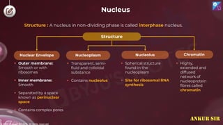 © 2022, Aakash BYJU'S. All rights reserved
Nucleus
Structure : A nucleus in non-dividing phase is called interphase nucleus.
Nucleoplasm Nucleolus
Nuclear Envelope Chromatin
 Transparent, semi-
fluid and colloidal
substance
 Contains nucleolus
 Spherical structure
found in the
nucleoplasm
 Site for ribosomal RNA
synthesis
 Highly,
extended and
diffused
network of
nucleoprotein
fibres called
chromatin
 Outer membrane:
Smooth or with
ribosomes
 Inner membrane:
Smooth
 Separated by a space
known as perinuclear
space
 Contains complex pores
Structure
ANKUR SIR
 