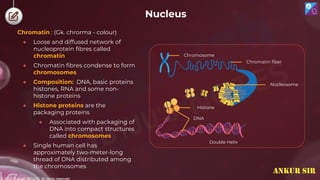 © 2022, Aakash BYJU'S. All rights reserved
Nucleus
Chromatin : (Gk. chrorma - colour)
● Loose and diffused network of
nucleoprotein fibres called
chromatin
● Chromatin fibres condense to form
chromosomes
● Composition: DNA, basic proteins
histones, RNA and some non-
histone proteins
● Histone proteins are the
packaging proteins
● Associated with packaging of
DNA into compact structures
called chromosomes
● Single human cell has
approximately two-meter-long
thread of DNA distributed among
the chromosomes
Chromosome
Chromatin fiber
Nucleosome
Histone
DNA
Double Helix
ANKUR SIR
 