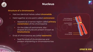 © 2022, Aakash BYJU'S. All rights reserved
Nucleus
Structure of a chromosome
● Has two identical halves called chromatids
● Held together at one point called centromere
● Appears as a narrow region called primary
constriction of the chromosome
● On the sides of centromere, disc-
shaped structures are present known as
kinetochores
● Ends of chromosome are called telomeres
● Seal the ends of chromosomes and
prevent shortening or chromosome loss
Homologous
chromosomes
Centromeric
region
Sister
chromatids
ANKUR SIR
 