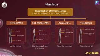 © 2022, Aakash BYJU'S. All rights reserved
Nucleus
p arm
Centromere
q arm
p arm
Centromere
q arm
Centromere
Chromosome
arm
At the centre Slightly away from
the centre
Near the terminal At the terminal
Classification of Chromosomes
(on the basis of centromere position)
Sub-metacentric Acrocentric
Metacentric Telocentric
Centromere
q arm
p arm
ANKUR SIR
 