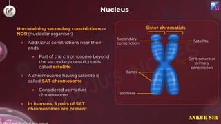 © 2022, Aakash BYJU'S. All rights reserved
Nucleus
Non-staining secondary constrictions or
NOR (nucleolar organiser)
● Additional constrictions near their
ends
● Part of the chromosome beyond
the secondary constriction is
called satellite
● A chromosome having satellite is
called SAT-chromosome
● Considered as marker
chromosome
● In humans, 5 pairs of SAT
chromosomes are present
Secondary
constriction
Satellite
Centromere or
primary
constriction
Telomere
Bands
Sister chromatids
ANKUR SIR
 