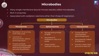 © 2022, Aakash BYJU'S. All rights reserved
Microbodies
● Many single membrane-bound minute vesicles called microbodies.
● Rich in enzymes.
● Associated with oxidation reactions other than those of respiration.
Microbodies
Sphaerosomes
Peroxisomes Glyoxysomes
● Storage and synthesis
of lipids.
● Abundance in
endosperm cells of oil
seeds.
● These contain
hydrolytic enzymes.
● Convert fats into
carbohydrates
(gluconeogenesis).
● Discovered by Tolbert
and Beevers.
● Found in castor seed,
groundnut seed, etc.
● Breakdown of very long
chain fatty acids.
● Common in
photosynthetic cells for
photorespiration.
● Possess peroxide
producing and peroxide
destroying enzymes for
peroxide biosynthesis.
ANKUR SIR
 