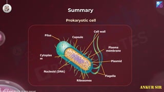 © 2022, Aakash BYJU'S. All rights reserved
Summary
Cytoplas
m
Capsule
Plasma
membrane
Plasmid
Flagella
Nucleoid (DNA)
Pilus
Prokaryotic cell
Cell wall
Ribosomes
ANKUR SIR
 