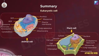 © 2022, Aakash BYJU'S. All rights reserved
Summary
Animal cell
Centrioles
Lysosome
RER
SER
Nucleus
Peroxisome
Cytoskeleton Mitochondria
Golgi apparatus
Plasma
membrane
Ribosomes
Nucleus
Cytosol
Endoplasmic
Reticulum
Ribosomes
Golgi apparatus
Mitochondria
Vacuole
Cell wall
Chloroplast
Cell
membrane
Plant cell
Eukaryotic cell
ANKUR SIR
 