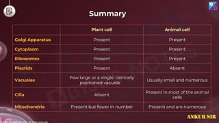 © 2022, Aakash BYJU'S. All rights reserved
Summary
Plant cell Animal cell
Golgi Apparatus Present Present
Cytoplasm Present Present
Ribosomes Present Present
Plastids Present Absent
Vacuoles
Few large or a single, centrally
positioned vacuole
Usually small and numerous
Cilia Absent
Present in most of the animal
cells
Mitochondria Present but fewer in number Present and are numerous
ANKUR SIR
 