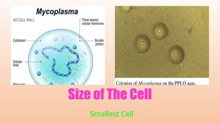 Cell - The Unit of Life organelles about cell class 11 standard.pptx